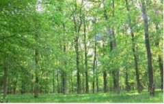 法蘭克福機場（FRA）種植和重新造林周圍的土地