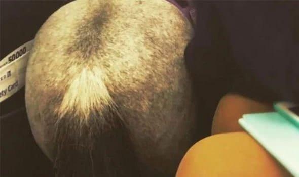 網友拍到闖入機艙的驢