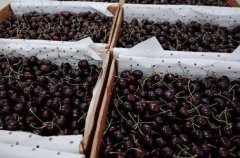 三字代碼-約7700噸智利車厘子直航抵滬 直航模式節約時間和運費