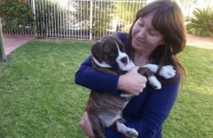 非洲空運(yùn)-澳航繼兩只狗托運(yùn)死亡后，禁止以下三種犬類搭乘航班