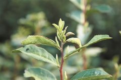 印度尼西亞空運(yùn)每日商報(bào)、京東物流、醬爆推出“浙里有好茶”公益行動(dòng)