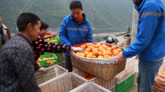 上海空運-為“鄂”拼單 中通快遞35天助銷秭歸臍橙超25萬單