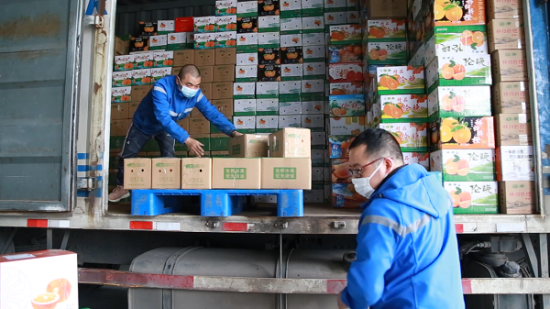 為“鄂”拼單 中通快遞35天助銷秭歸臍橙超25萬單