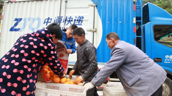 為“鄂”拼單 中通快遞35天助銷秭歸臍橙超25萬單